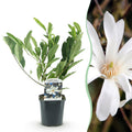 Heesters -  Magnolia Stellata  - Bloem Wit  - 1 Plant - Bladverliezend - Weinig Onderhoud - Pot 17cm Hoogte 45cm