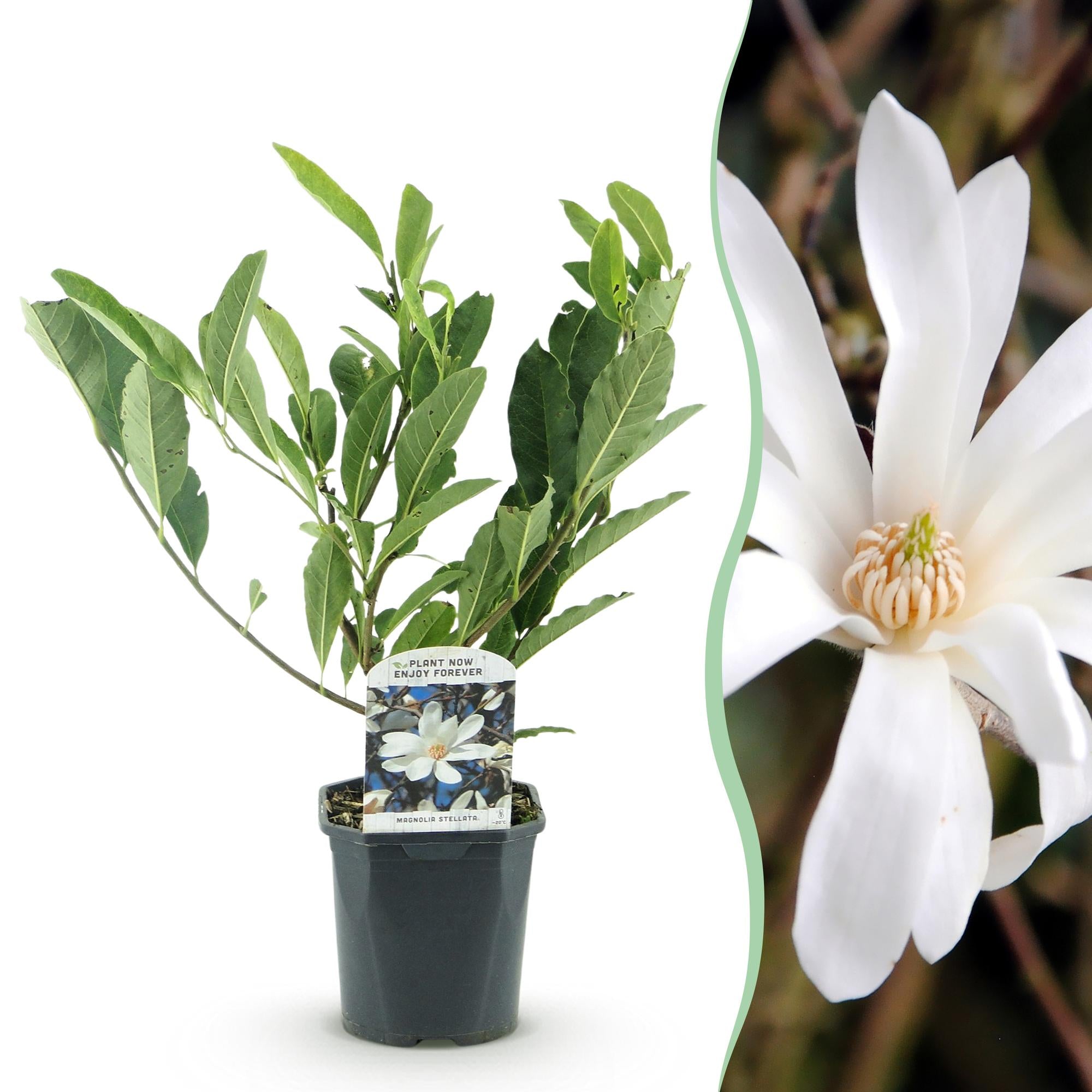 Heesters -  Magnolia Stellata  - Bloem Wit  - 1 Plant - Bladverliezend - Weinig Onderhoud - Pot 17cm Hoogte 45cm