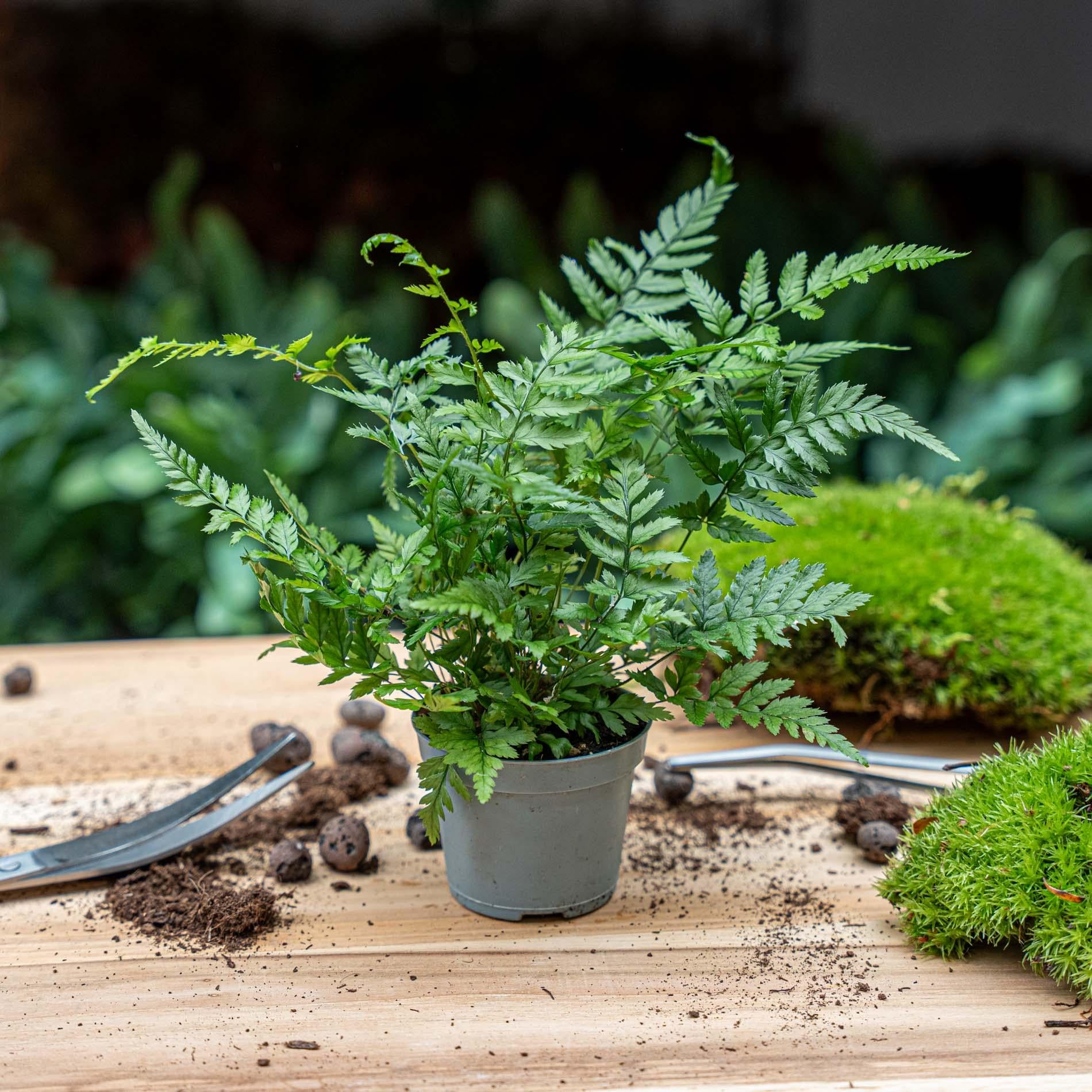 Varen - Athyrium spicatum - Terrarium plant - Potmaat 6