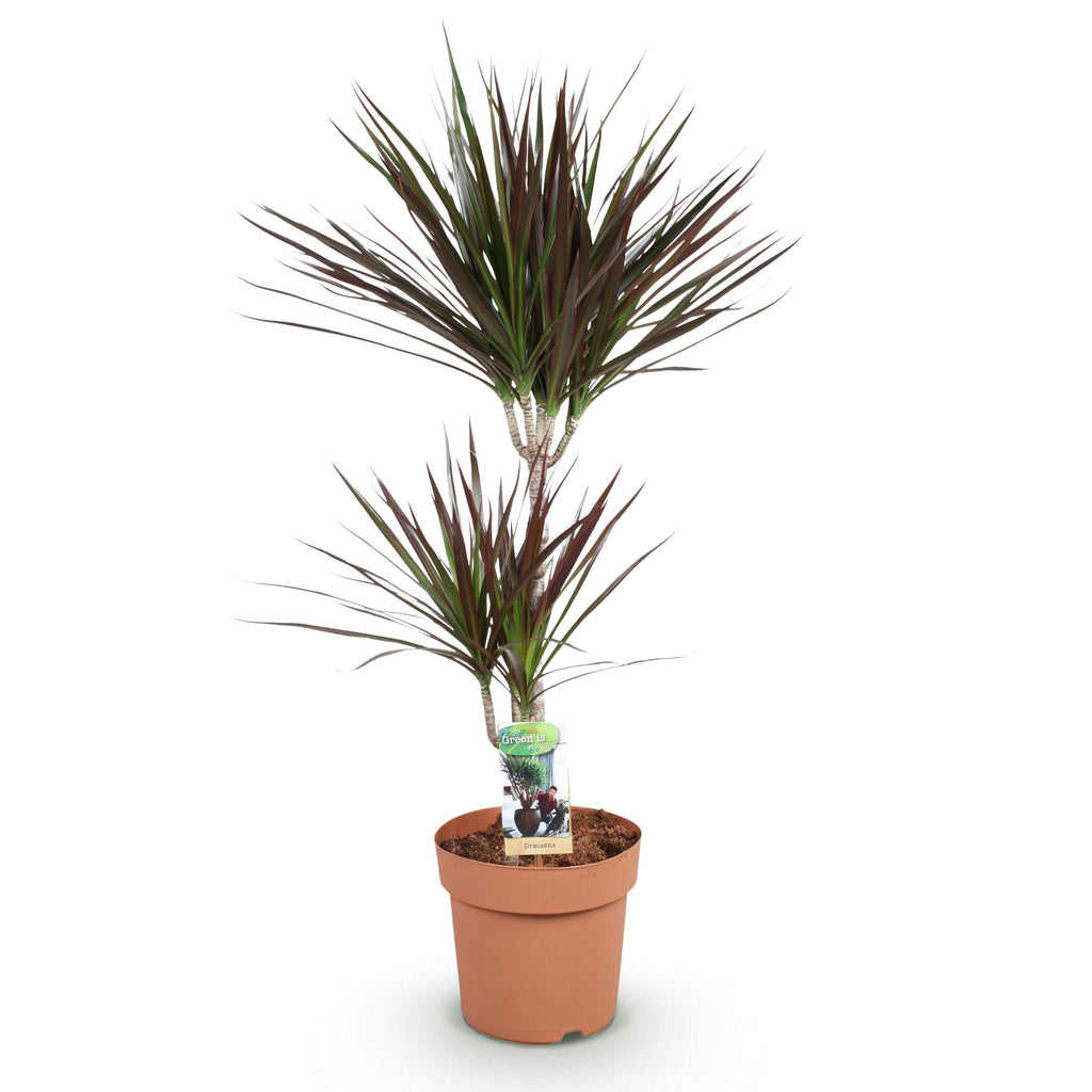Green is... Kamerplanten - Dracaena Magenta - Drakenbloedboom - Weinig onderhoud - Groen - 1 Plant - Pot 21cm - Hoogte 90-100cm