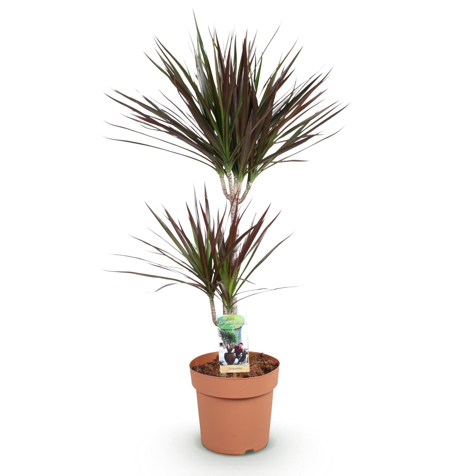 Green is... Kamerplanten - Dracaena Magenta - Drakenbloedboom - Weinig onderhoud - Groen - 1 Plant - Pot 21cm - Hoogte 90-100cm