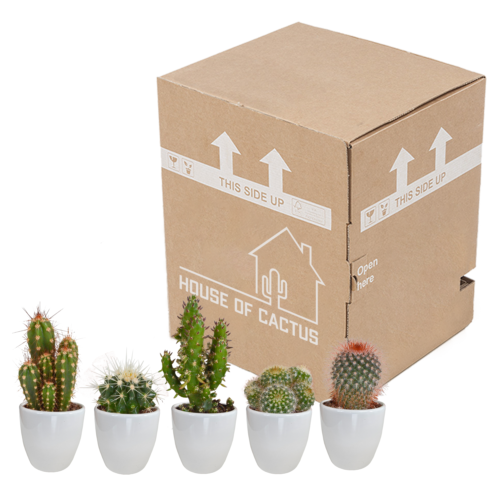 Cactus mix 5.5 cm - 5x - in witte pot