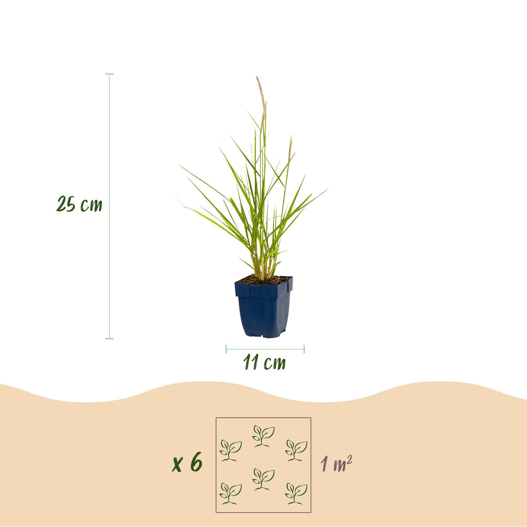 Grassen - Pennisetum or. Fairy Tales - Lampenpoetsergras - Met Pluim - Groen - 24 Planten - Pot 11cm - Hoogte 15-25cm