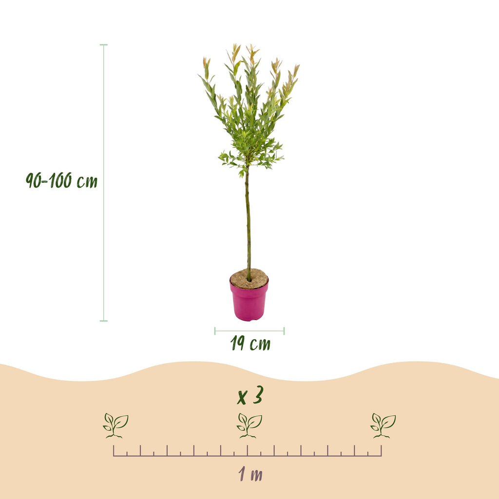Salix Flamingo - Ø19cm - ↕90-100cm
