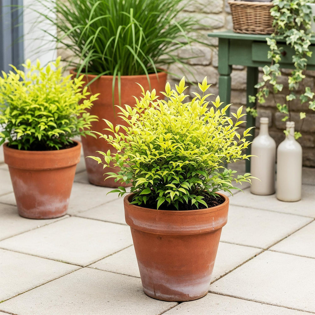 Tuinplant - Nandina Lemon & Lime - Geel - 1 Plant - Groenblijvend - Weinig Onderhoud - Pot 17cm Hoogte 45cm