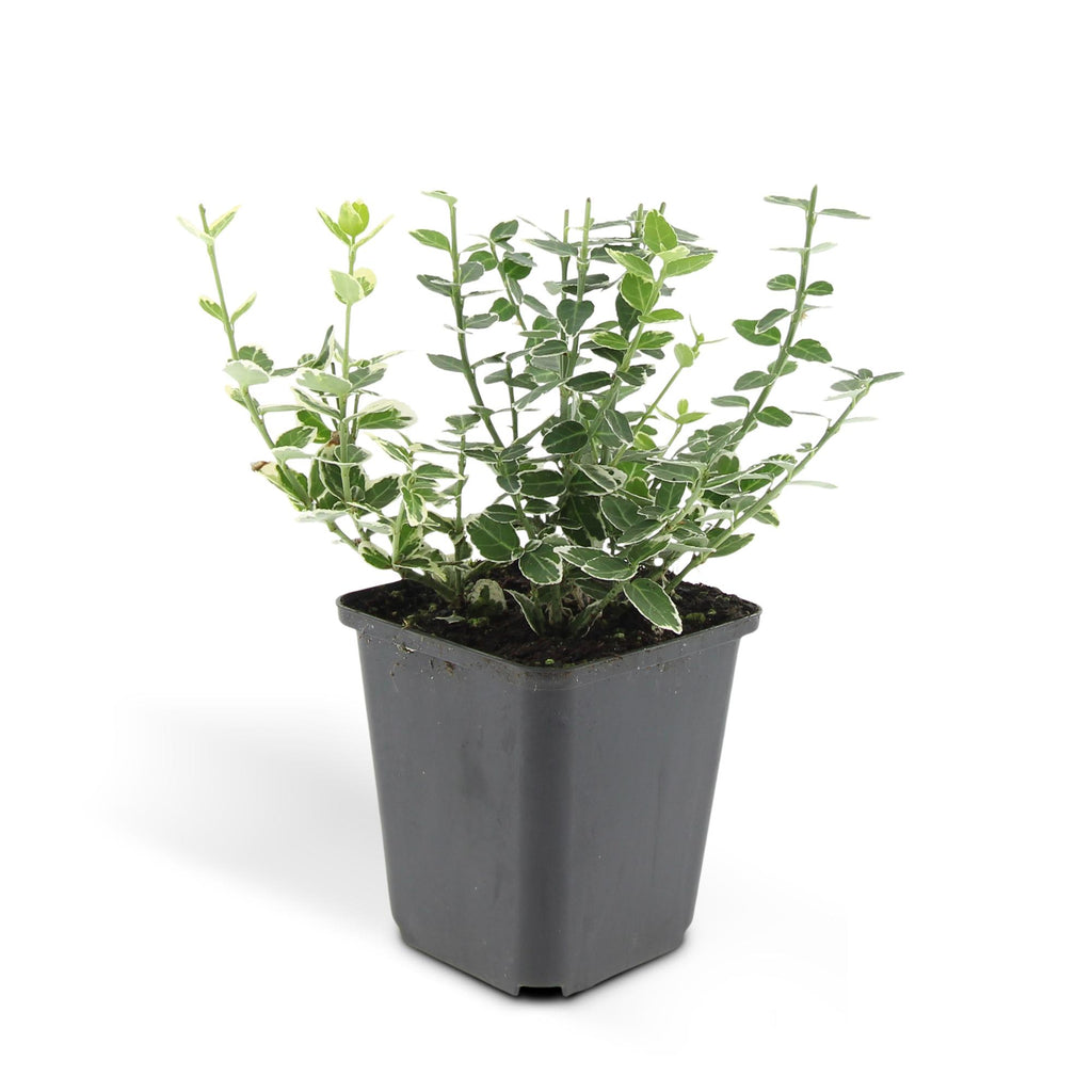 48x Euonymus fort. 'Emerald Gaiety' - ↕10-25cm - Ø9cm