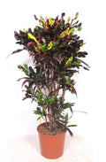 Croton Codiaeum variegatum 'Mammi' - 140cm