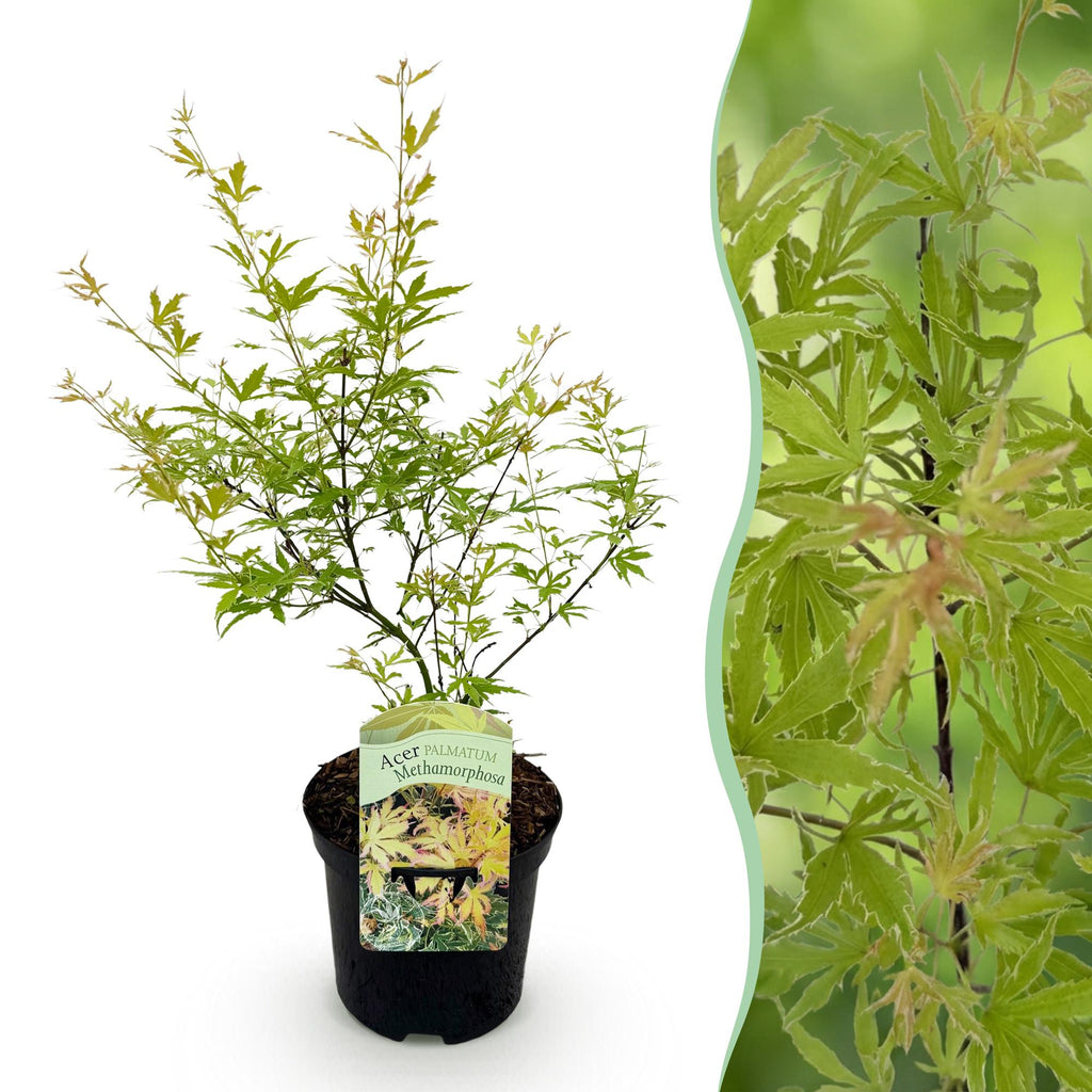 Terrasplant - Japanse Esdoorn - Acer palmatum Methamorphosa - Groen - 1 Plant - Bladverliezend - Pot 19cm Hoogte 70cm