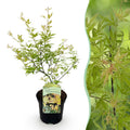 Terrasplant - Japanse Esdoorn - Acer palmatum Methamorphosa - Groen - 1 Plant - Bladverliezend - Pot 19cm Hoogte 70cm