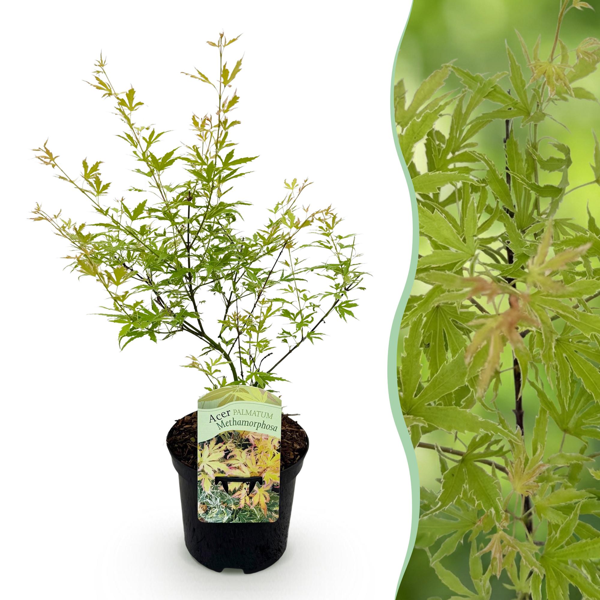 Terrasplant - Japanse Esdoorn - Acer palmatum Methamorphosa - Groen - 1 Plant - Bladverliezend - Pot 19cm Hoogte 70cm