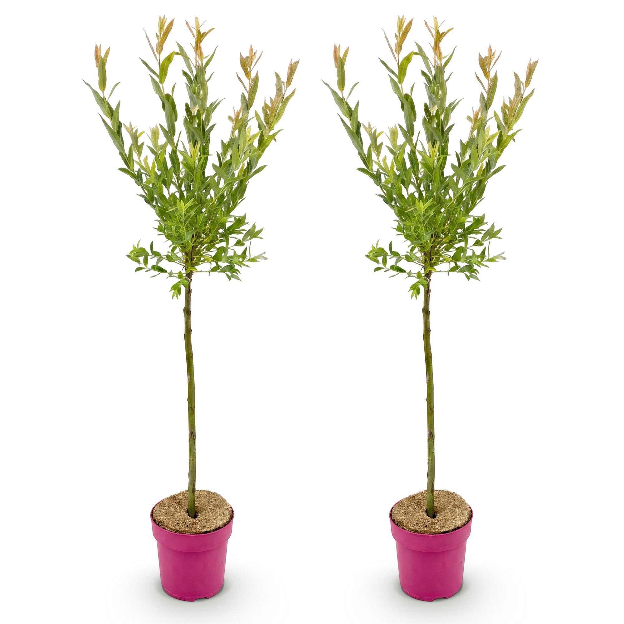 2x - Salix Flamingo - Ø19cm - ↕90-100cm