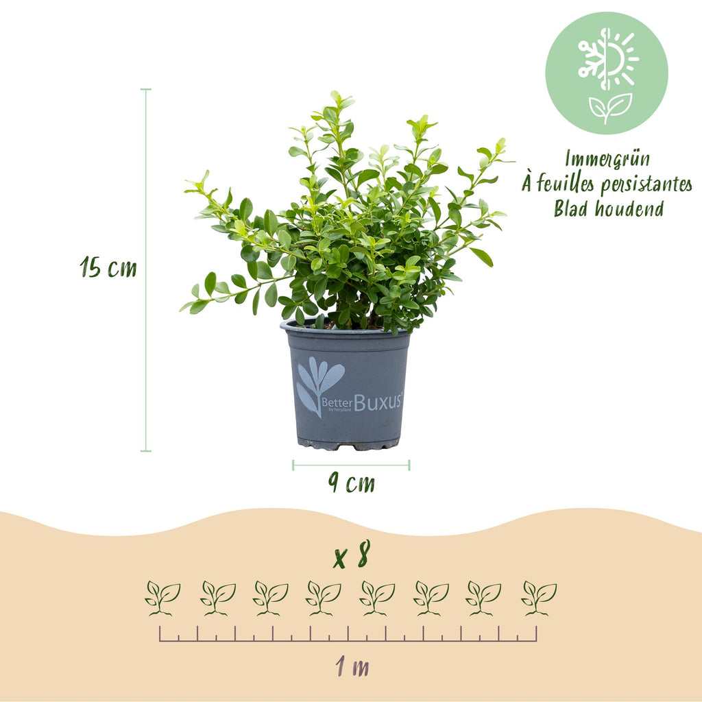 Buxus Haag - BetterBuxus Babylon Beauty - Resistant tegen de Buxus schimmel - 16 planten - 2 strekkende meter - pot 9cm hoogte 20-25