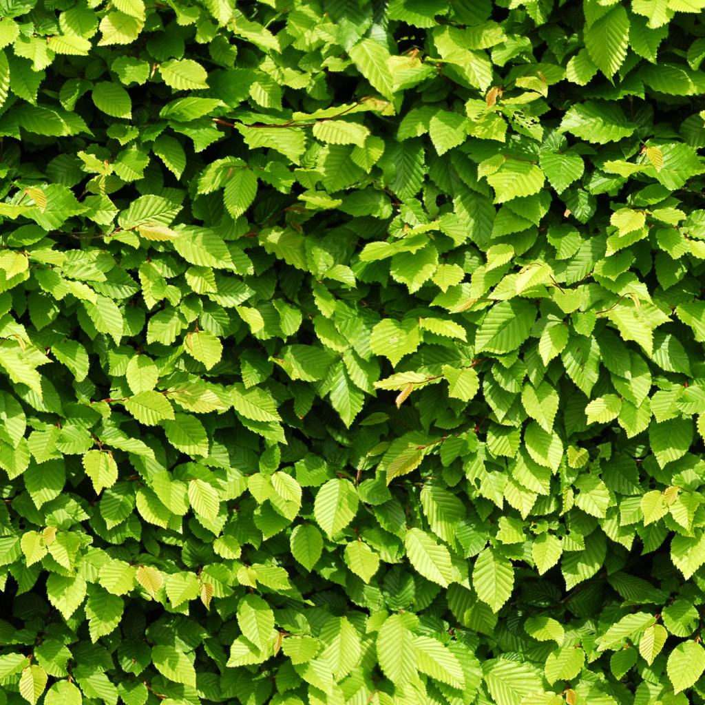 Palletdeal Haagplanten:  50 Carpinus Betulus ↕ 60-80 - Ø 19cm | Mini Pallet