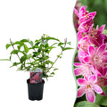 Heesters -  Deutzia hybrida Strawbery Fields - Bloem Roze - 1 Plant - Bladverliezend - Weinig Onderhoud - Pot 17cm Hoogte 45cm