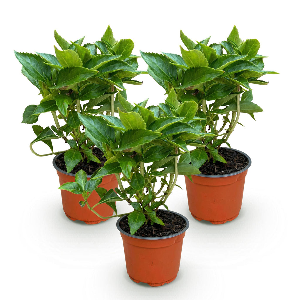 Tuinplant - Hydrangea macrophylla Wit - Hortensia - Winterhard - Wit - 3 Planten - Pot 12cm - Hoogte Hoogte 20-30cm