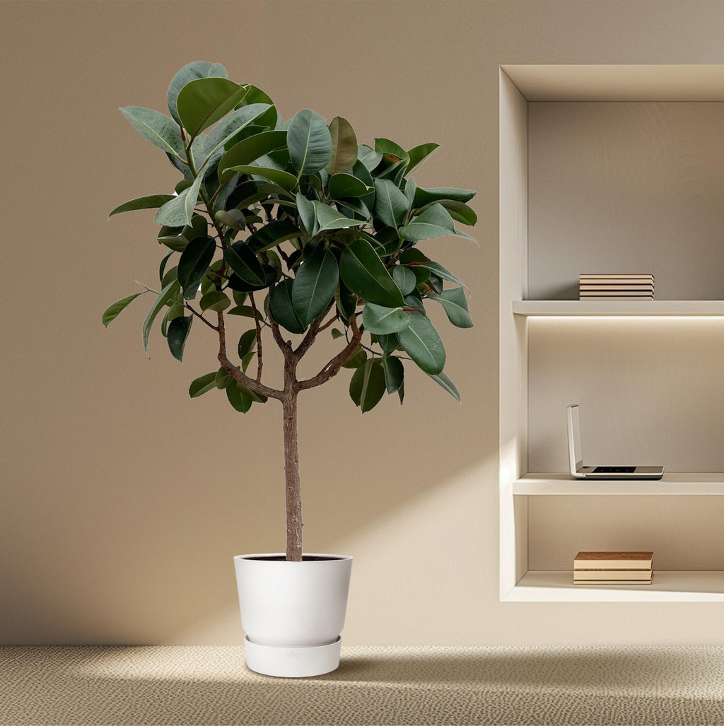 Ficus Elastica Robusta op stam - 190 cm -  ø35-40cm