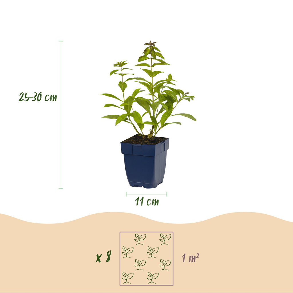 Vasteplant - Borderpakket - Geurend - Diversen - Soorten en kleuren - 6 Planten - Pot 11cm - Hoogte 15-25cm