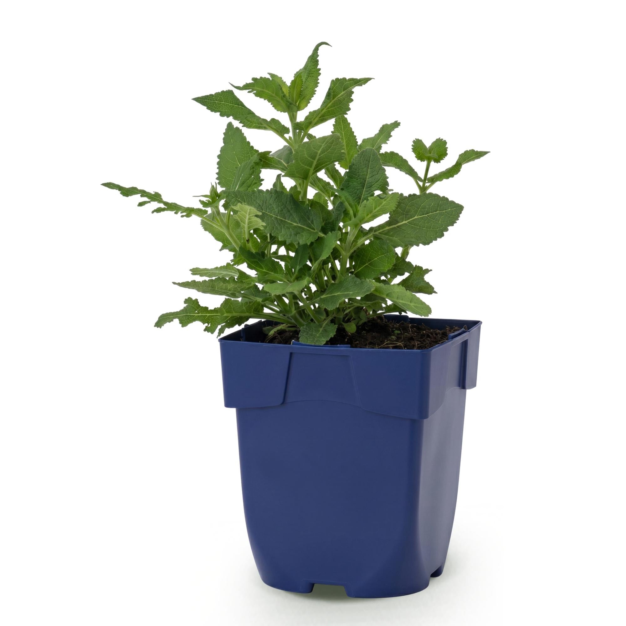 Vasteplant - Salvia nem. Sense Deepl Pink - Salie - Bijen en Vlinderlokkers - Roze - 1 Plant - Pot 11cm - Hoogte 15-25cm