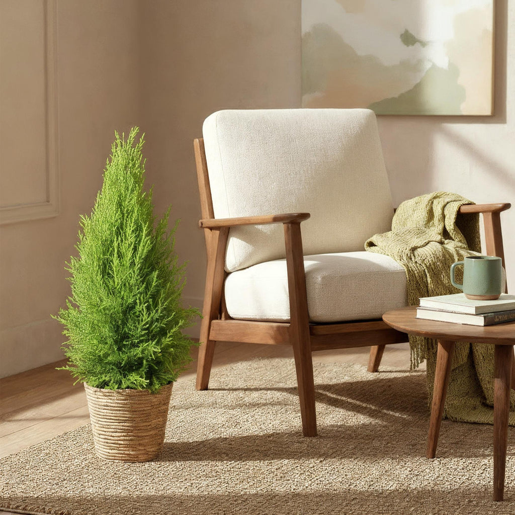 Green is... Kamerplanten - Cupressus Gold Crest Wilma - Kamer conifeer - Weinig onderhoud - met mand - Groen - 1 Plant - Pot 21cm - Hoogte 85-95cm
