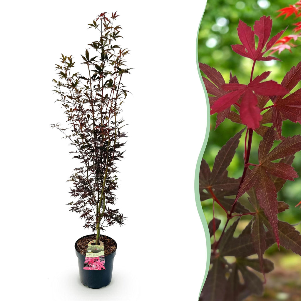 Tuinplant - Acer palmatum Skeeters Broom - Japanse Esdoorn - Bladverliezend - Rood - 1 - Pot 26cm - Hoogte 90cm