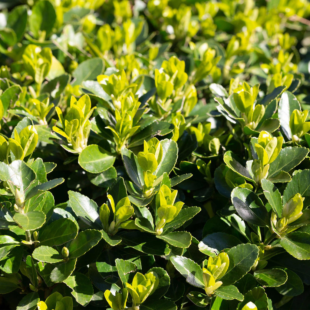 Haagplanten - Euonymus japonica Green Spire -  blad groen - 6 planten - 1 strekkende meter - groenblijvend - pot 17cm hoogte 40cm