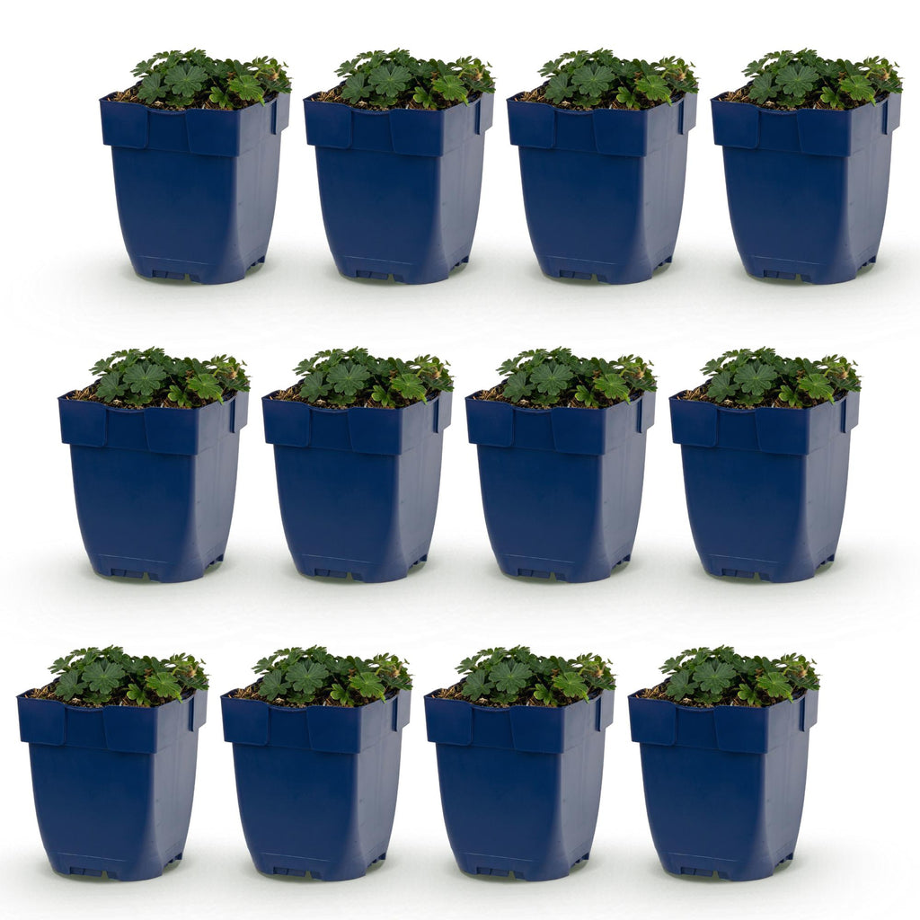 Vasteplant - Geranium sang. Max Frei - Ooievaarsbek - Bodembedekkend - Roze - 12 Planten - Pot 11cm - Hoogte 15-25cm