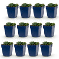 Vasteplant - Geranium sang. Max Frei - Ooievaarsbek - Bodembedekkend - Roze - 12 Planten - Pot 11cm - Hoogte 15-25cm