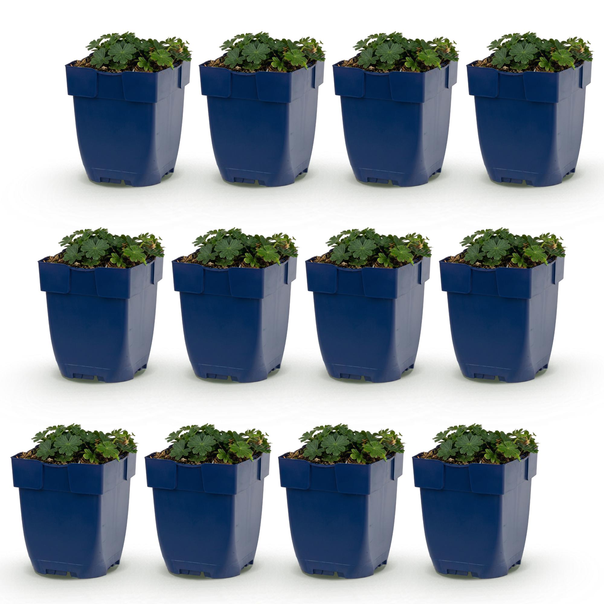 Vasteplant - Geranium sang. Max Frei - Ooievaarsbek - Bodembedekkend - Roze - 12 Planten - Pot 11cm - Hoogte 15-25cm