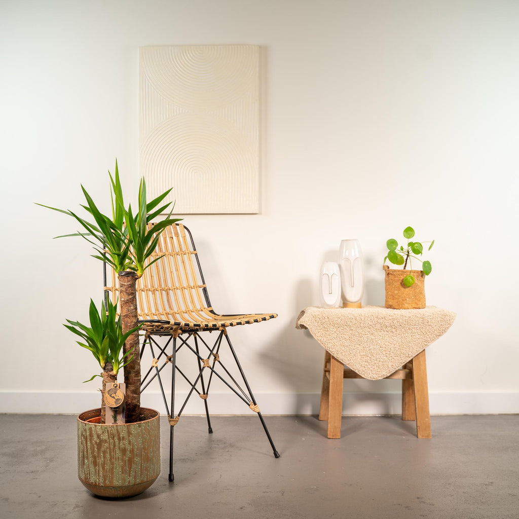Yucca met pot - ↨100cm - Ø21cm