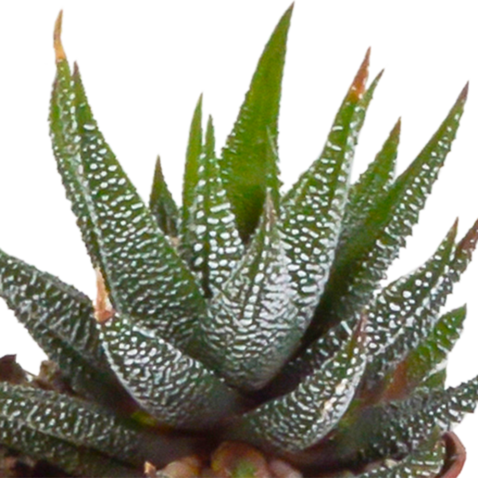 Gasteria/Haworthia mix 5,5cm - 5x - in terracotta pot