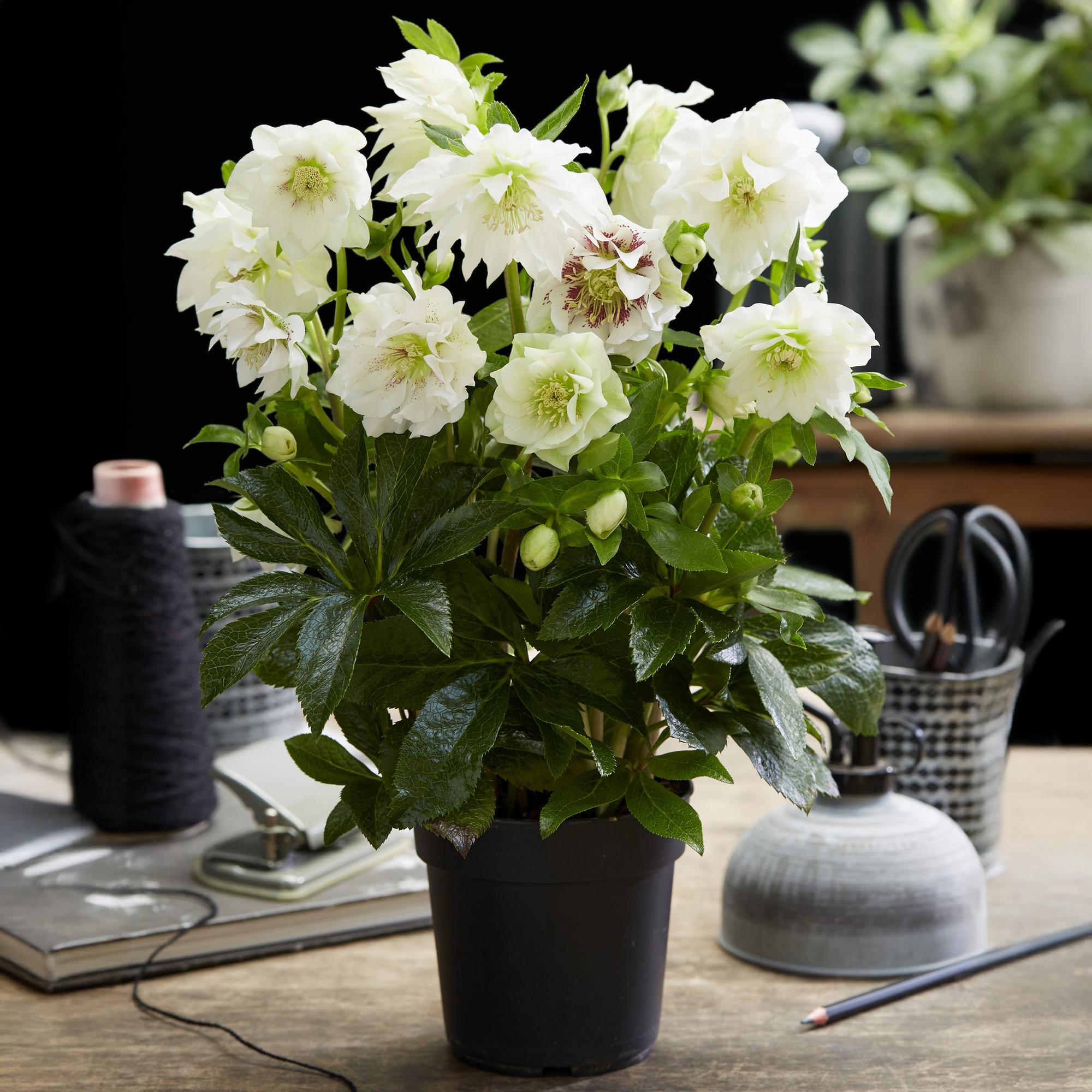 Tuinplant - Lenten Rose - Helleborus orientalis Double Ellen White - Witte Bloem -1 Plant - Groenblijvend - Pot 14cm Hoogte 35cm