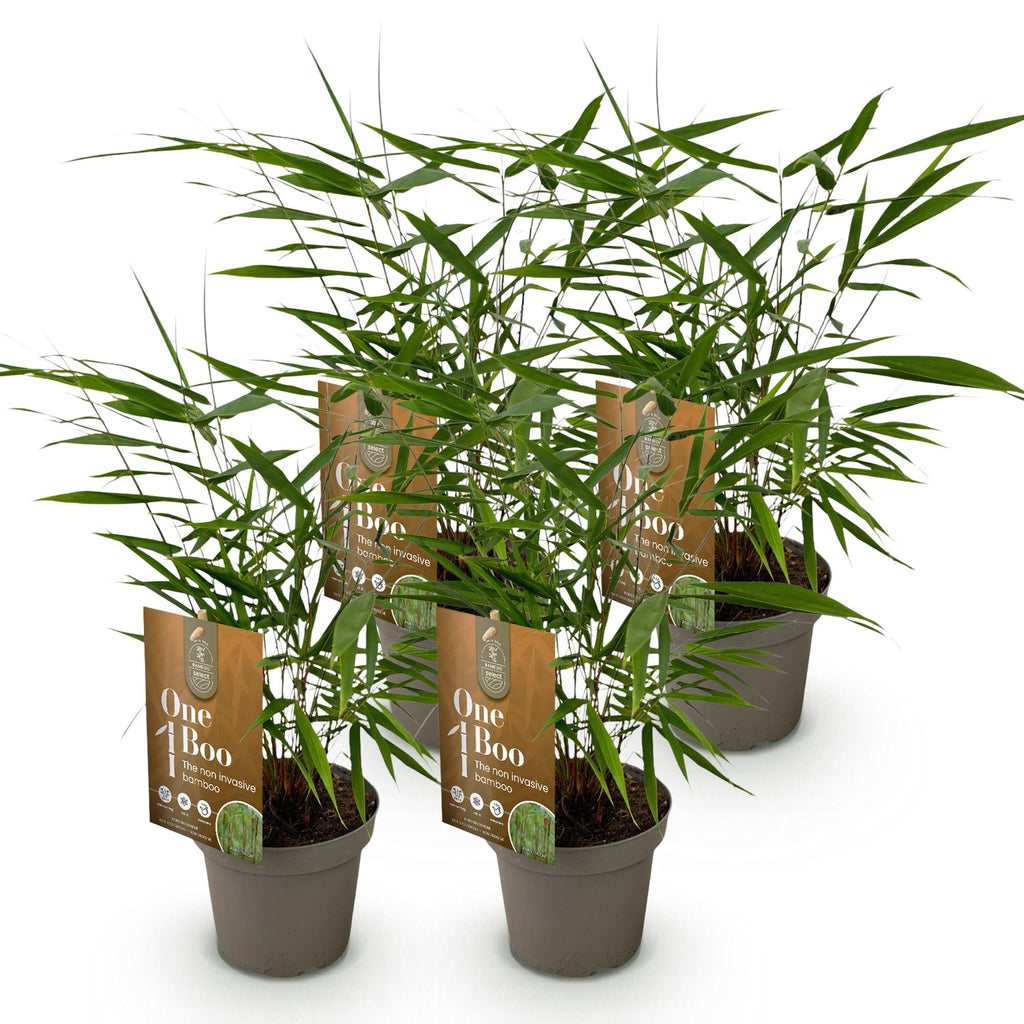 Grassen - Fargesia Asian Wonder - Niet Woekerende Bamboe - Bladhoudend - Groen - 4 Planten - Pot 14 cm - Hoogte 35 cm
