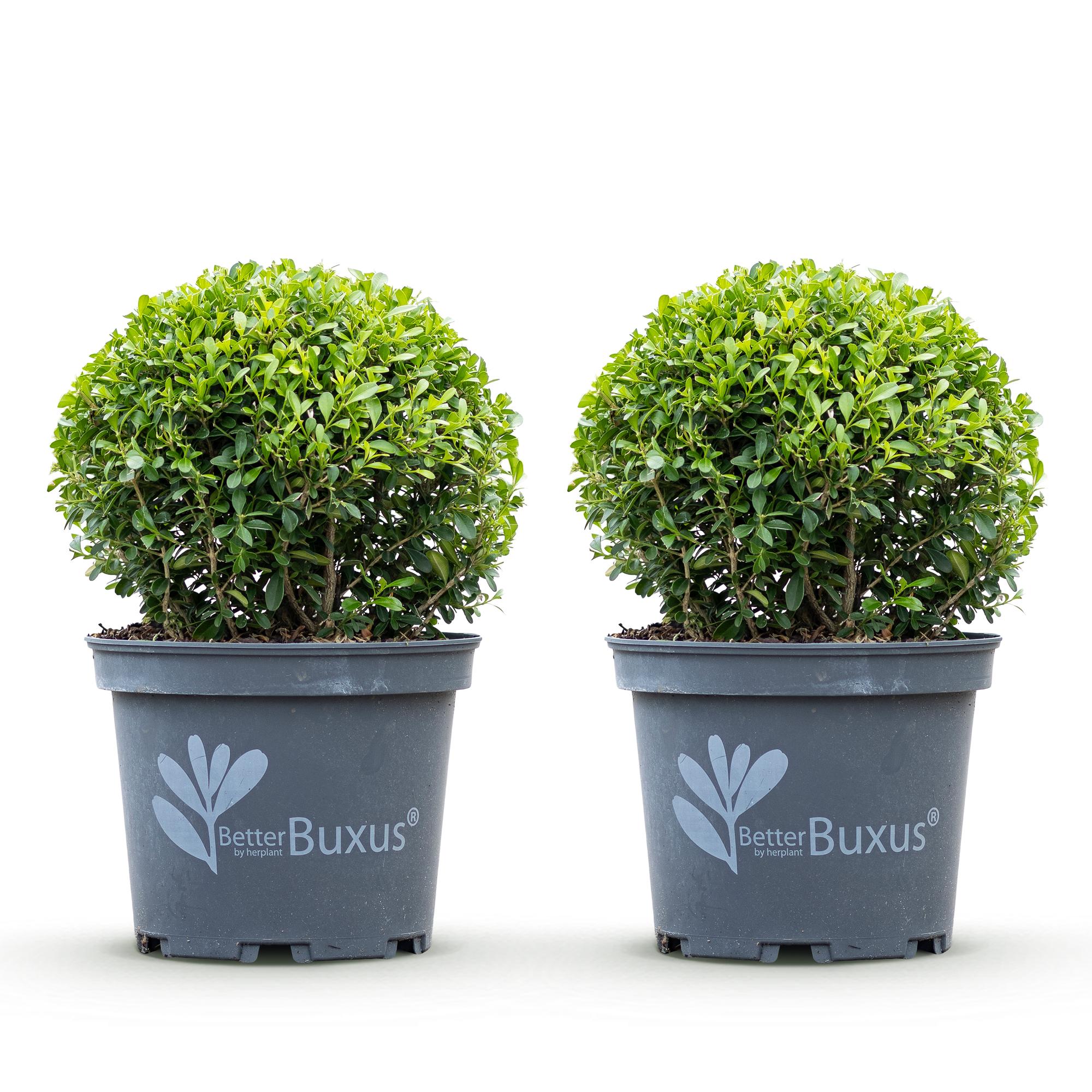 Buxus Bol - BetterBuxus Skylight - Resistant tegen de Buxus Schimmel - 2 planten - pot 23cm bol 25cm