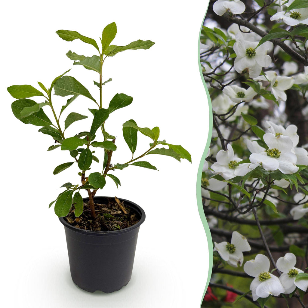Tuinplant - Cornus Florida - Bloem Wit-Roze - 1 Plant - Bladverliezend - Weinig Onderhoud - Pot 12cm Hoogte 35cm