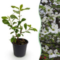 Tuinplant - Cornus Florida - Bloem Wit-Roze - 1 Plant - Bladverliezend - Weinig Onderhoud - Pot 12cm Hoogte 35cm