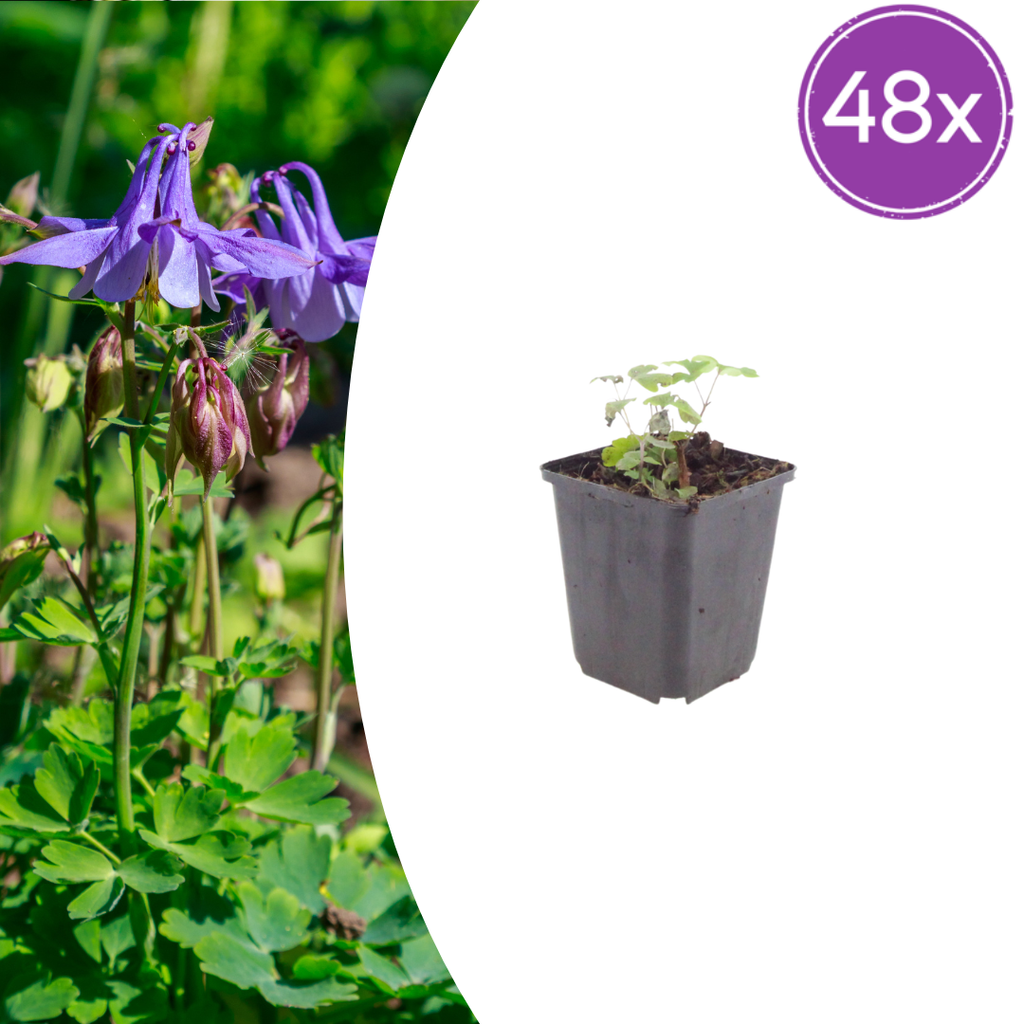 48x Aquilegia vulgaris - ↕10-25cm - Ø9cm
