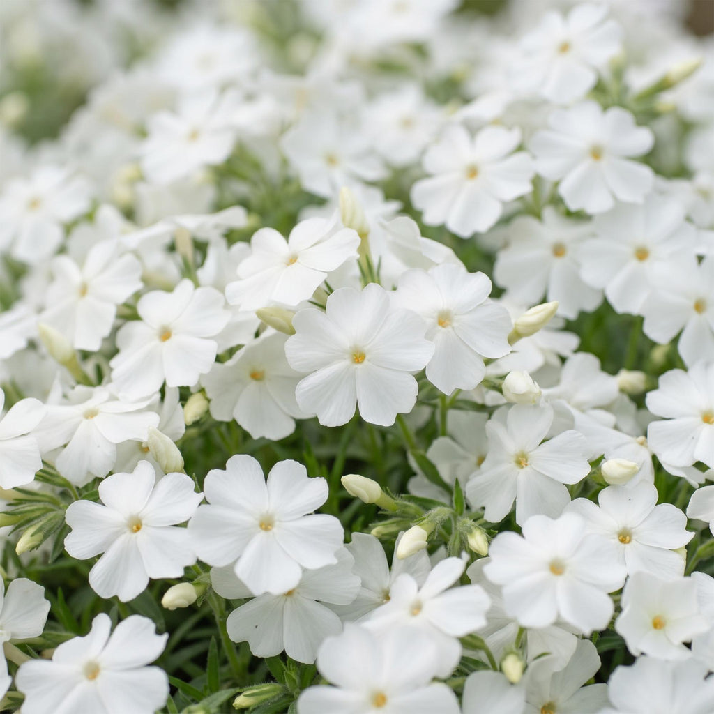 Vasteplant - Phlox Maischnee - Vlambloem - Bodembedekkend - Wit - 12 Planten - Pot 11cm - Hoogte 15-25cm