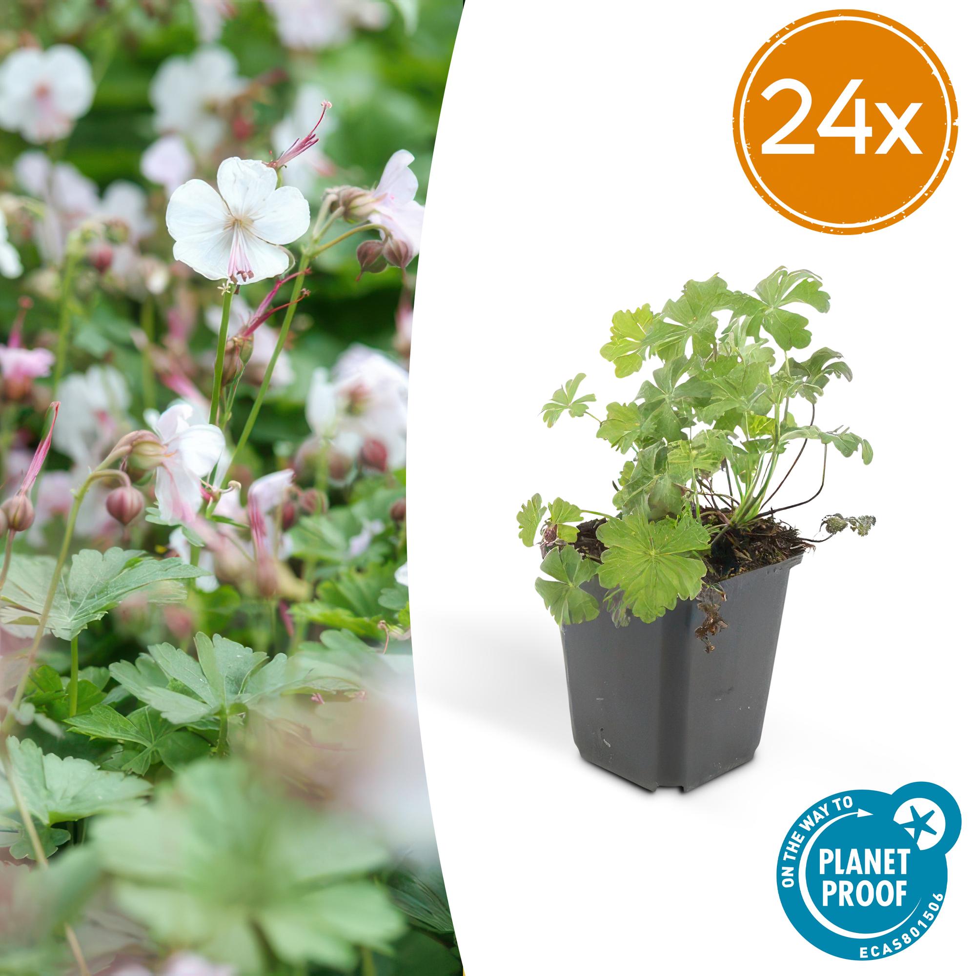 24x Geranium cant. 'Biokovo' - ↕10-25cm - Ø9cm