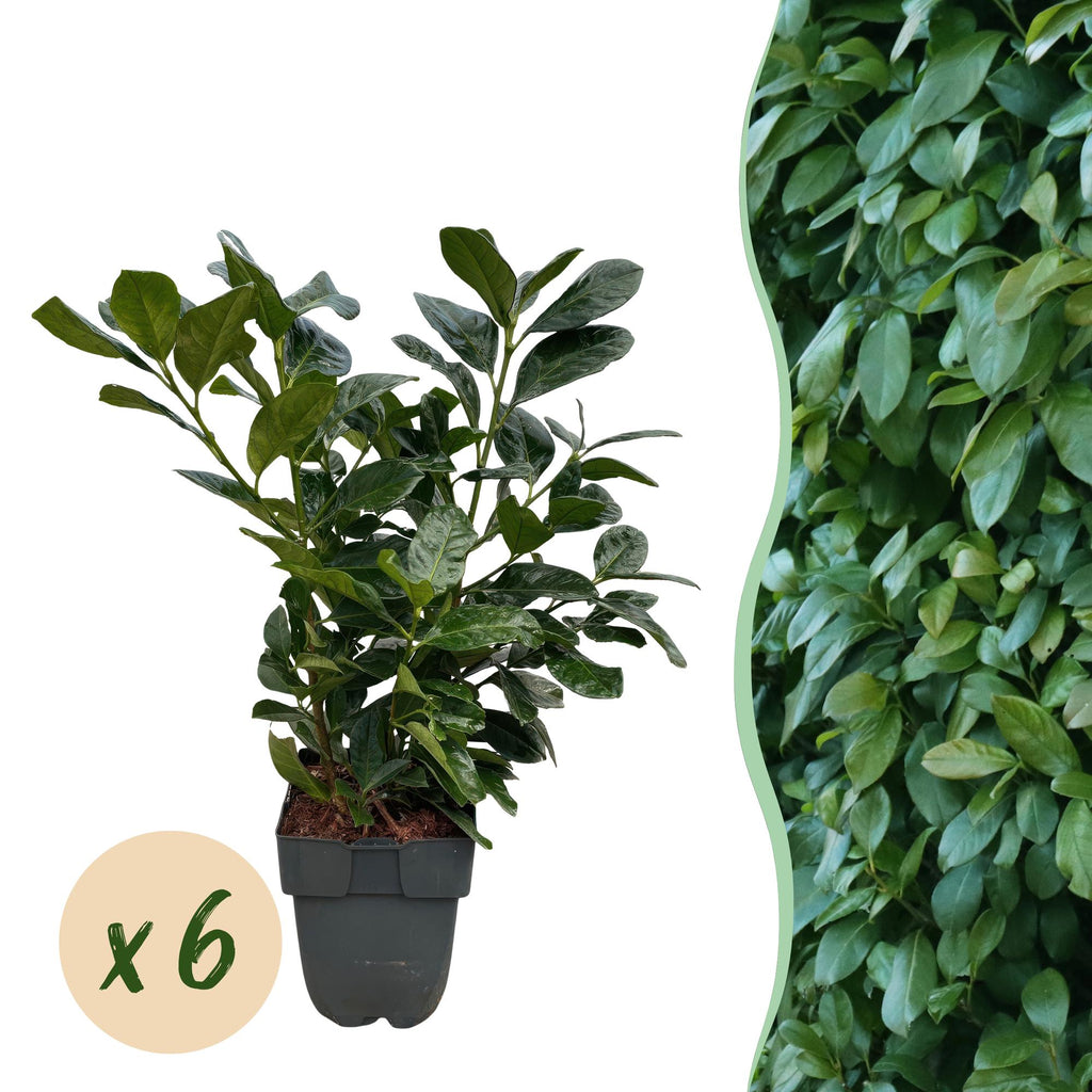Haagplanten - Prunus laurocerasus Etna - blad groen - 6 planten - 1 strekkende meter - groenblijvend - pot 17cm hoogte 50cm