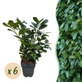 Haagplanten - Prunus laurocerasus Etna - blad groen - 6 planten - 1 strekkende meter - groenblijvend - pot 17cm hoogte 50cm
