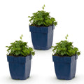 Vasteplant - Campanula posch. Lisduggan Variety - Perzikbladklokje - Bodembedekkend - Wit - 3 Planten - Pot 11cm - Hoogte 15-25cm