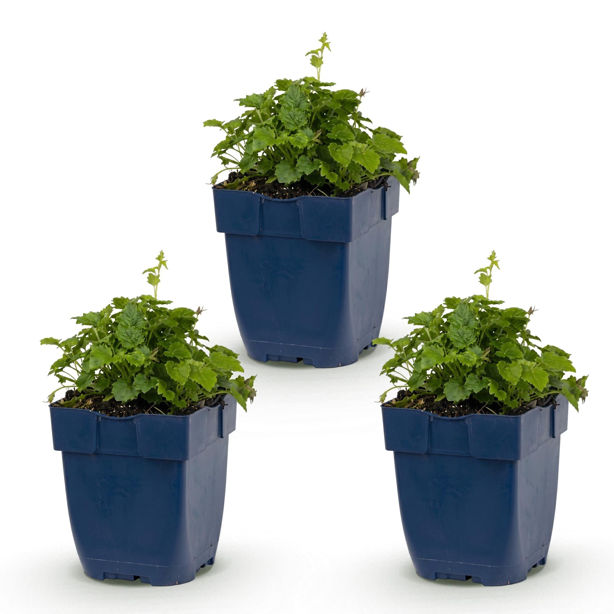 Vasteplant - Campanula posch. Lisduggan Variety - Perzikbladklokje - Bodembedekkend - Wit - 3 Planten - Pot 11cm - Hoogte 15-25cm