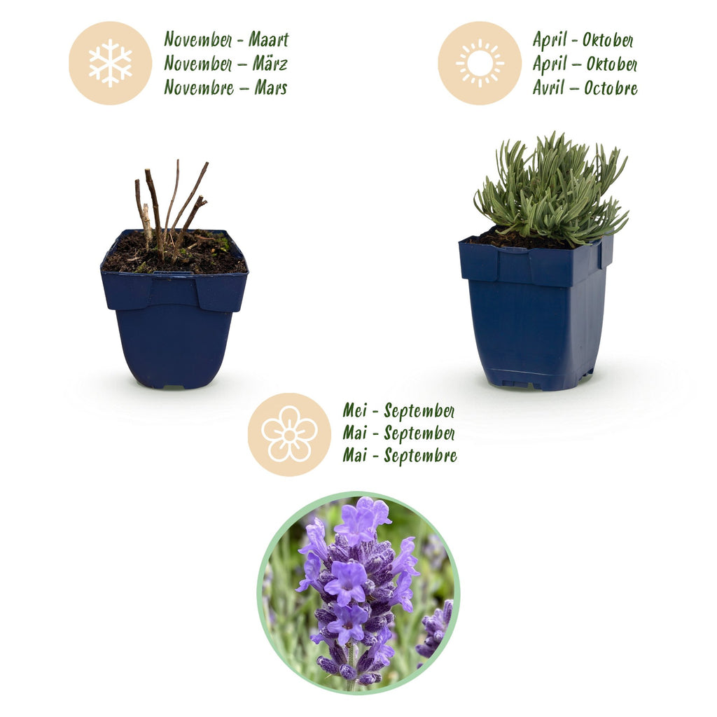 Vasteplant - Lavandula ang. Dwarf Blue - Lavendel - Geurend - Paars - 24 Planten - Pot 11cm - Hoogte 15-25cm