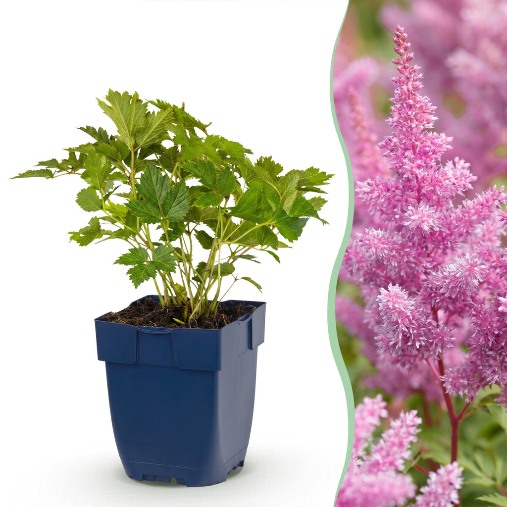 Vasteplant - Astilbe chin. Pumila - Pluimspirea - Schaduw - Paars - 1 Plant - Pot 11cm - Hoogte 15-25cm
