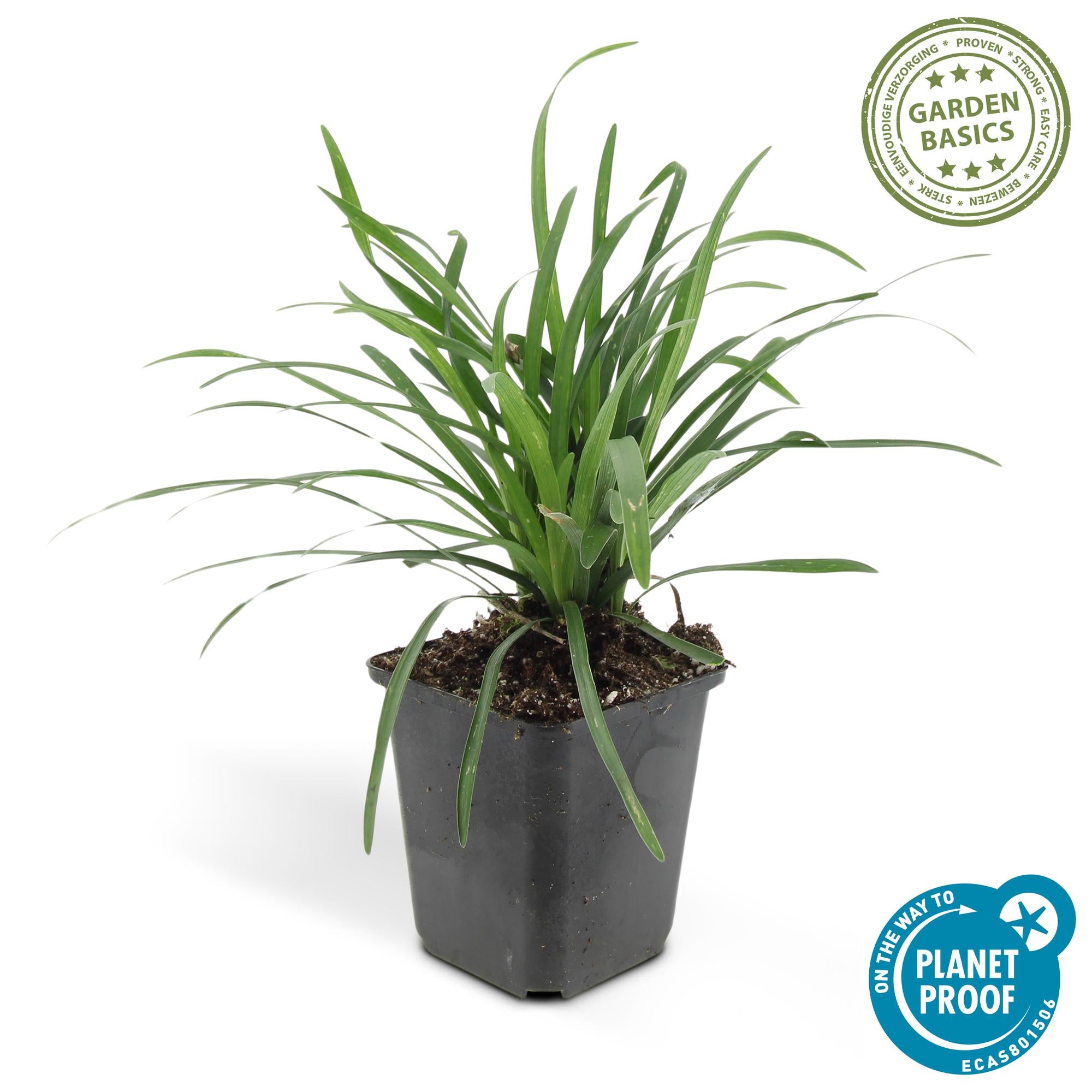 24x Liriope muscari 'Big Blue' - ↕10-25cm - Ø9cm