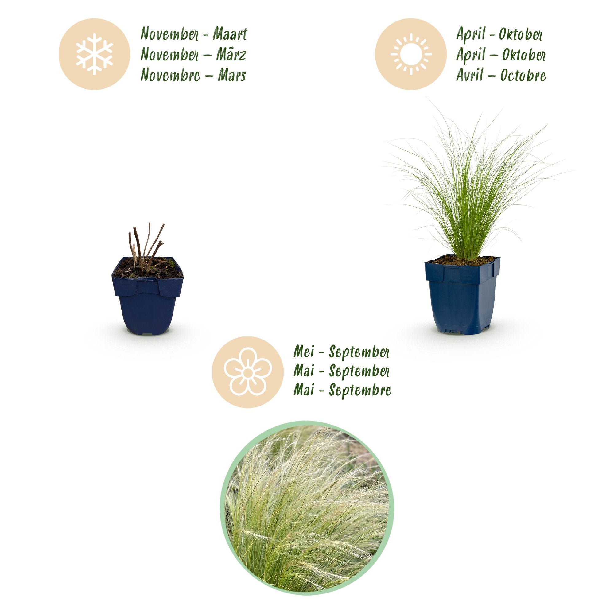 Grassen - Stipa tenuissima Ponytails - Vedergras - Groenblijvend - Groen - 12 Planten - Pot 11cm - Hoogte 15-25cm