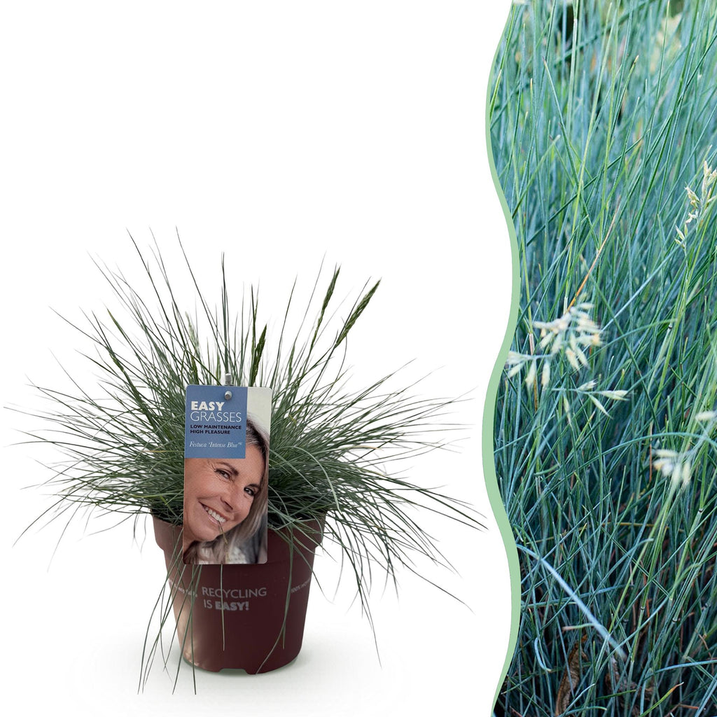 Siergrassen - Festuca glauca Intense Blue  - Blauw - 1 Plant - Groenblijvend - Winterhard - Pot 17cm Hoogte 50cm
