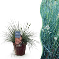 Siergrassen - Festuca glauca Intense Blue  - Blauw - 1 Plant - Groenblijvend - Winterhard - Pot 17cm Hoogte 50cm