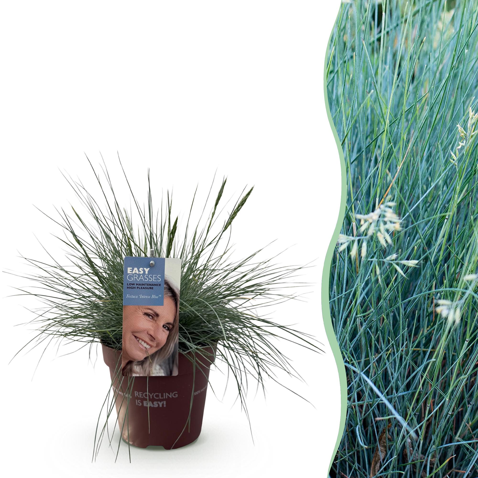 Siergrassen - Festuca glauca Intense Blue  - Blauw - 1 Plant - Groenblijvend - Winterhard - Pot 17cm Hoogte 50cm
