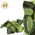 Kamerplant - Maranta Fascinator Silverband - Gebedsplant - Huisdiervriendelijk - Groen - 4 Planten - Pot 12cm - Hoogte 30-35cm